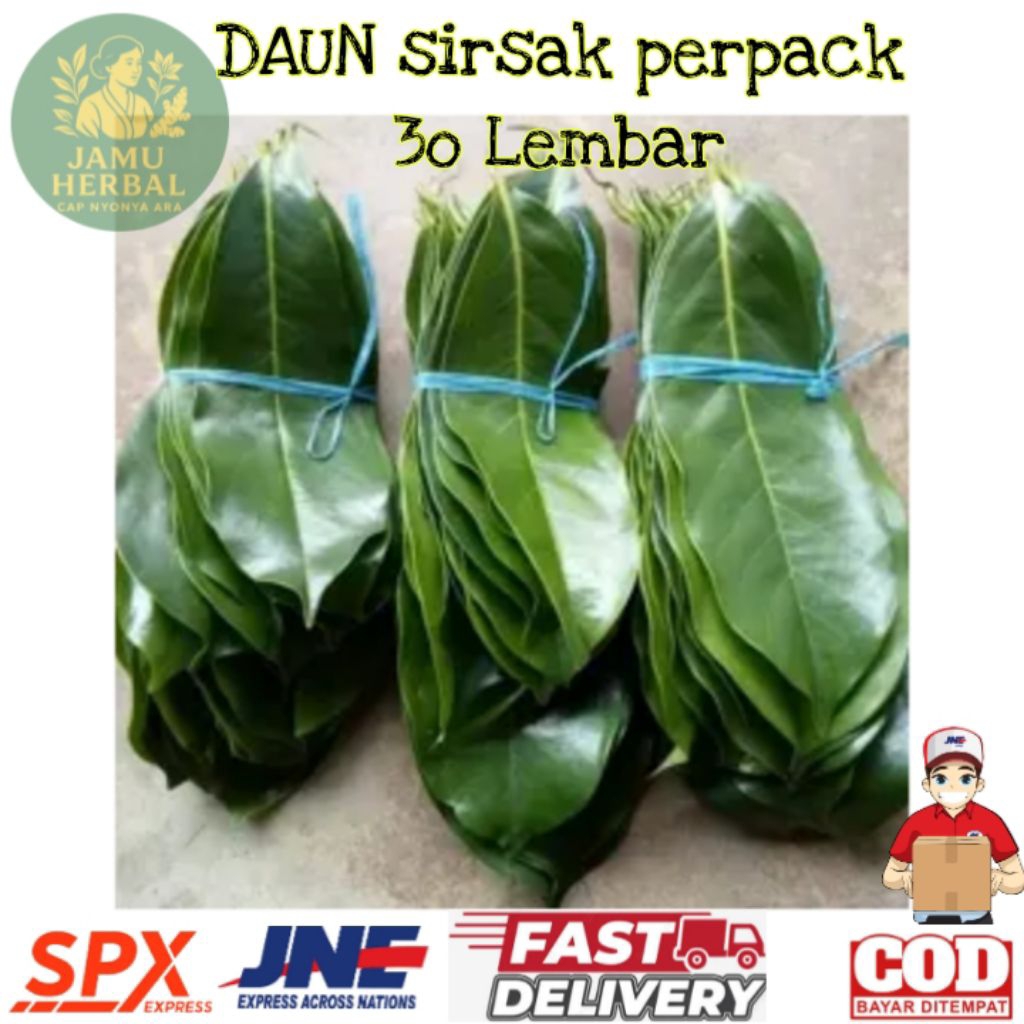 

TERMURAH | Daun Sirsak Segar Petik pohon 50 - 100 Lembar - Penurun Kolesterol/Asam Lambung - By Aromea
