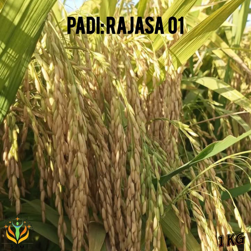 Bibit Padi RAJASA 01 Super Unggul 1Kg
