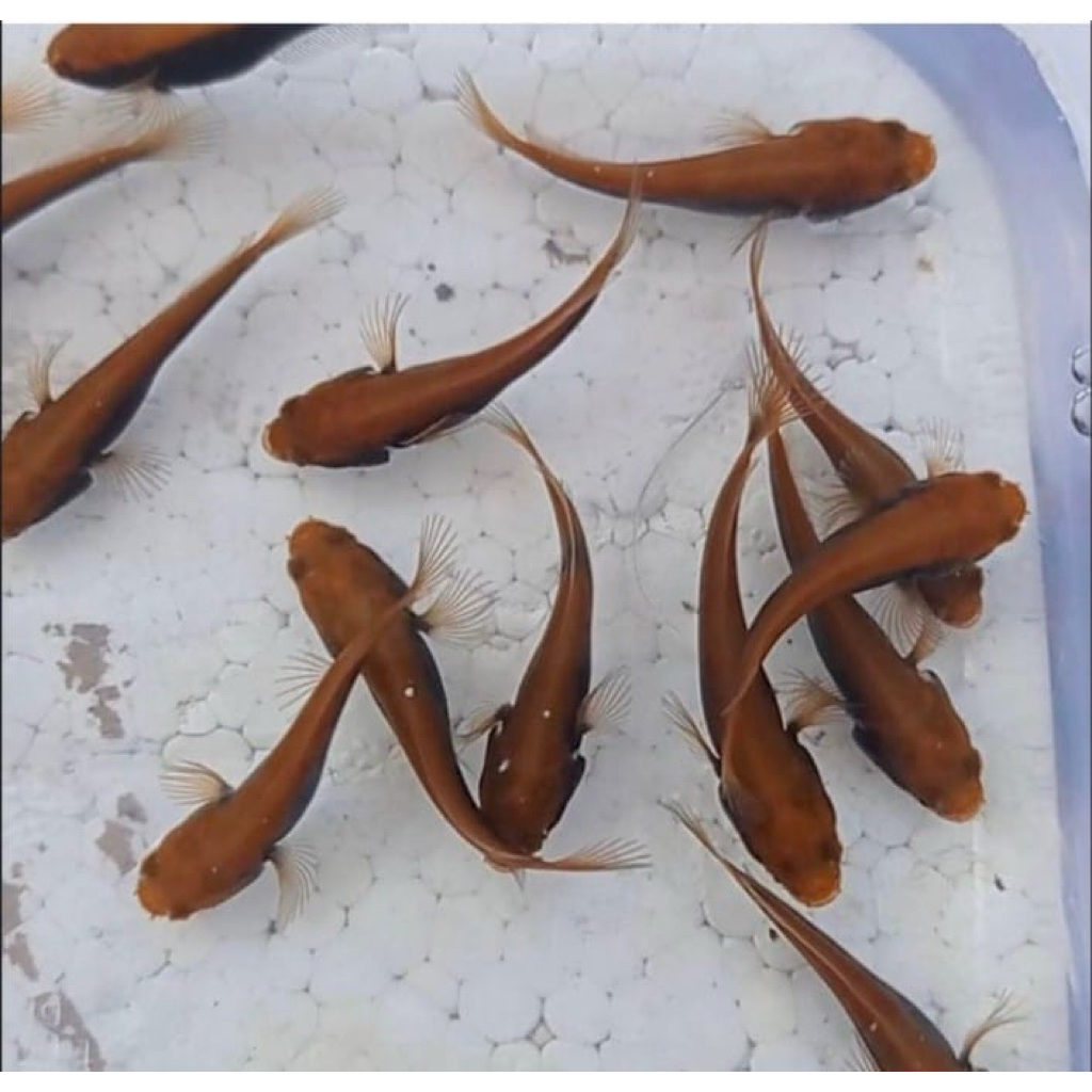 red baritoh size 3-4cm paket isi 3 ekor istimewa