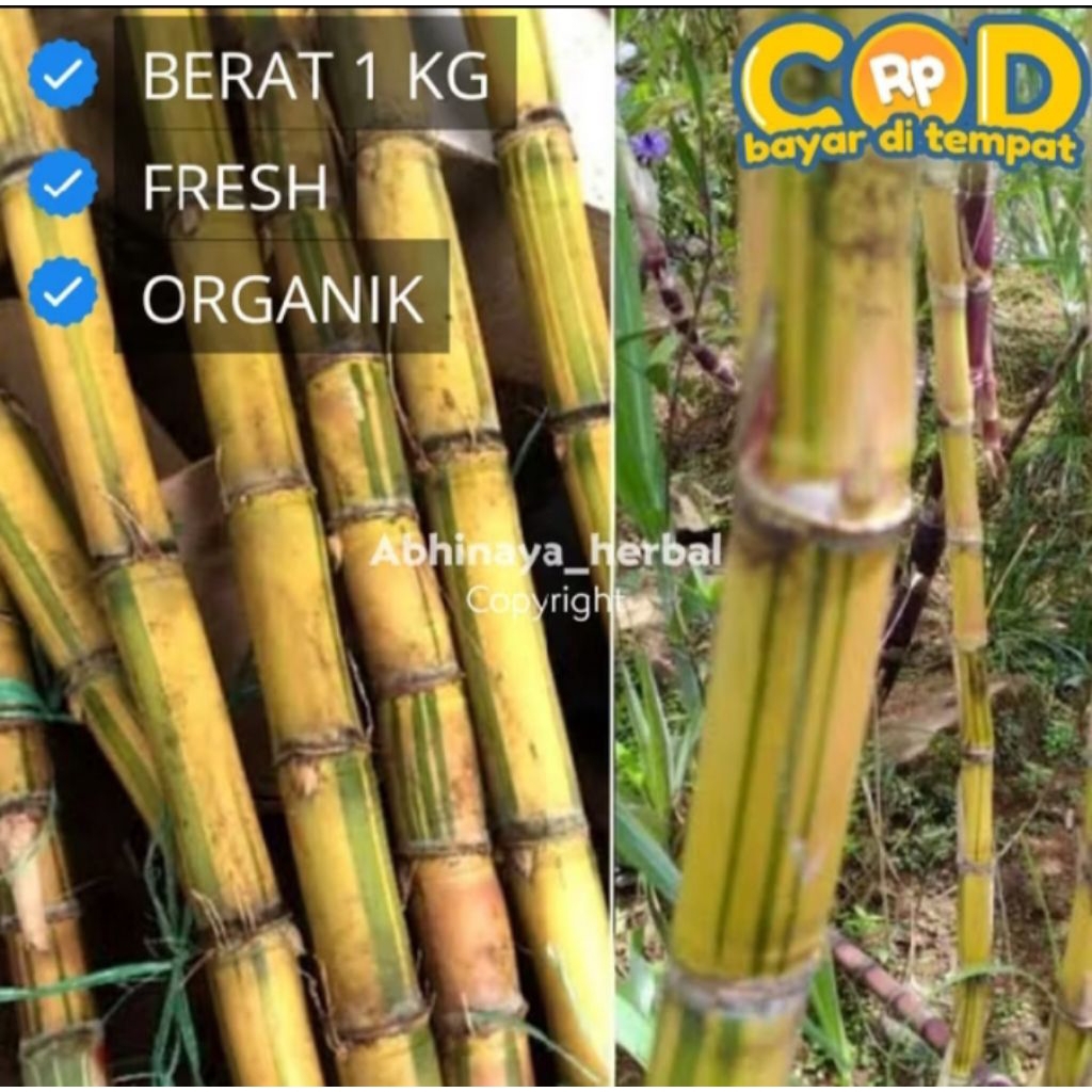 

Tebu Kuning Segar - Tebu Kuning Manis Fresh 1Kg
