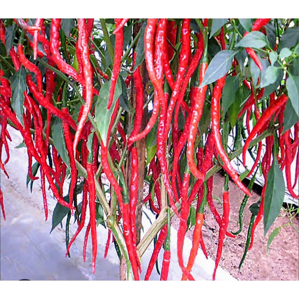 

1kg CABE MERAH / LOMBOK KRITING