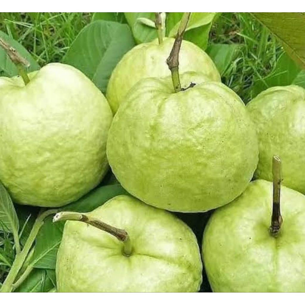 

JAMBU KRISTAL MIRIT KEBUMEN