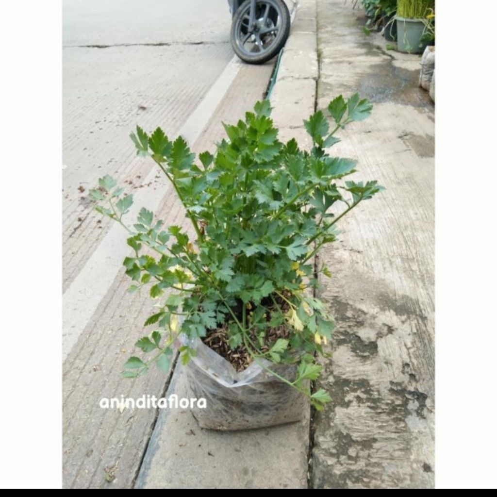 tanaman hias daun seledri/bibit sayur daun seledri