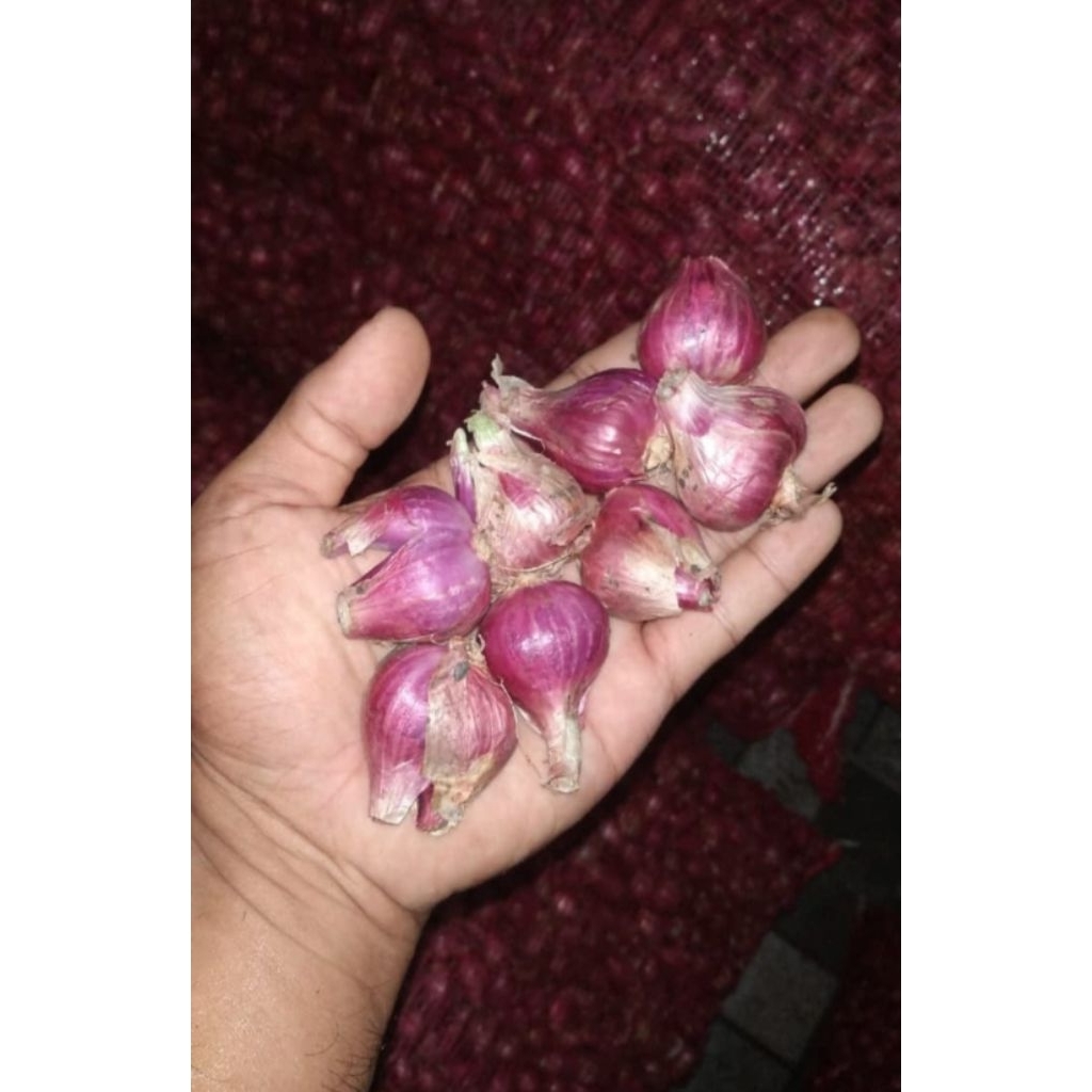 

Bawang Merah Brebes Ukuran Besar