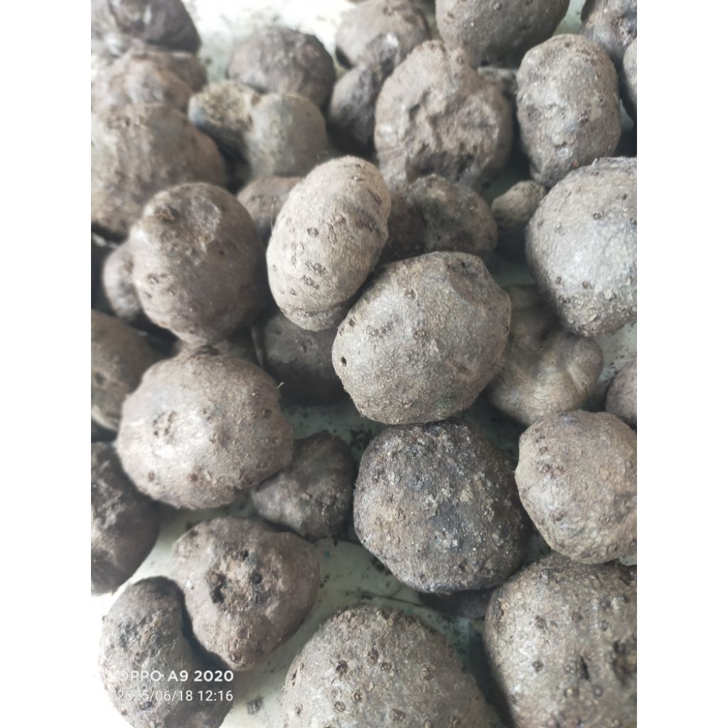 bibit Porang katak super 1kg