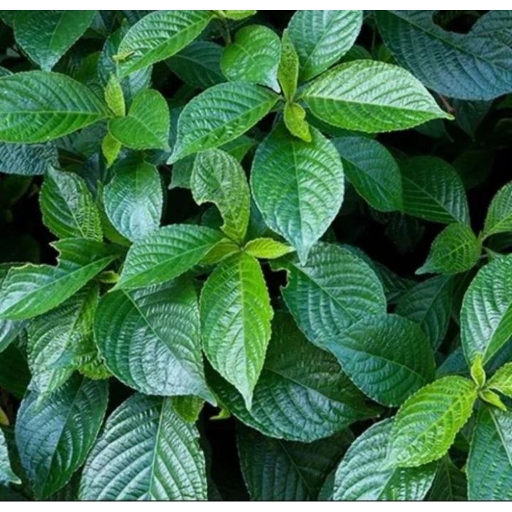 

100 gram daun keji beling pecah beling segar herbal alami