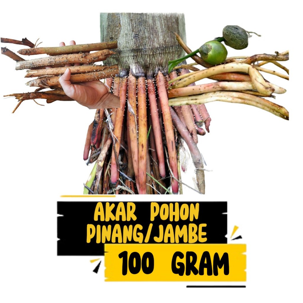 

Akar Pohon Pinang Fresh 100gram