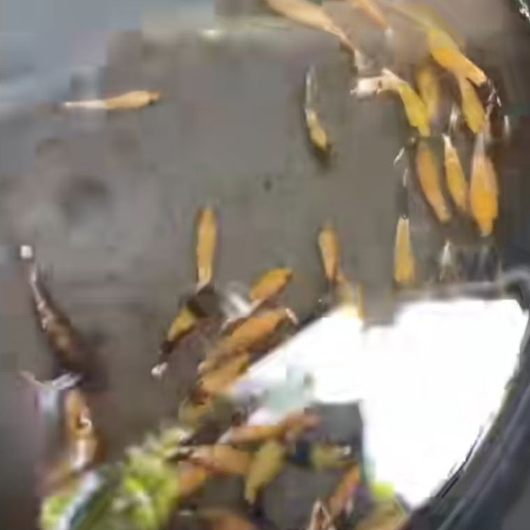 yellow koi copper isi 10 |cupang Bumblebee |cupang bagus