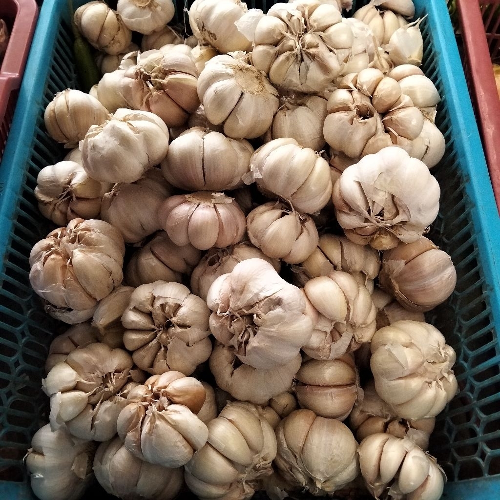 

bawang putih bersih