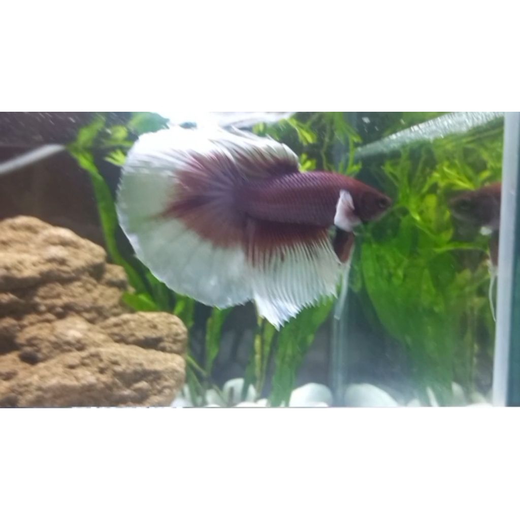 Halfmoon big ear lavender/halfmoon grizzle/halfmoon copper Ikan cupang hias bagus murah