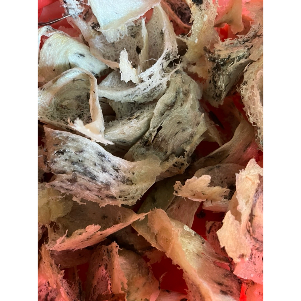 

Sarang Burung Walet Natural (Kotor) Utuh Original