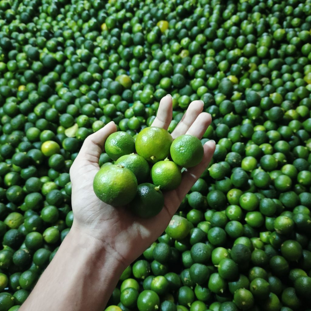 

1KG JERUK SONKIT/KASTURI/LEMON CUI SEGAR FRESH