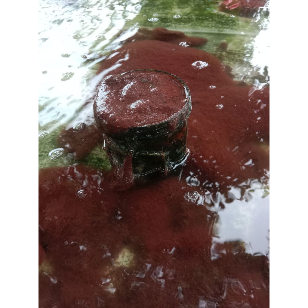 casut/cacing sutra hidup