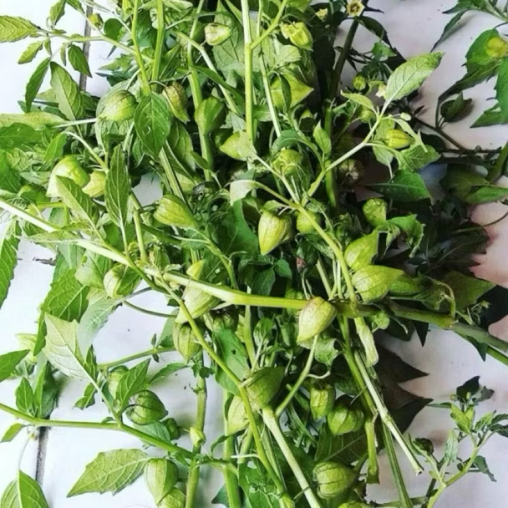 

CIPLUKAN/CECENDET DAUN BATANG DAN AKAR SEGAR 1 Kg