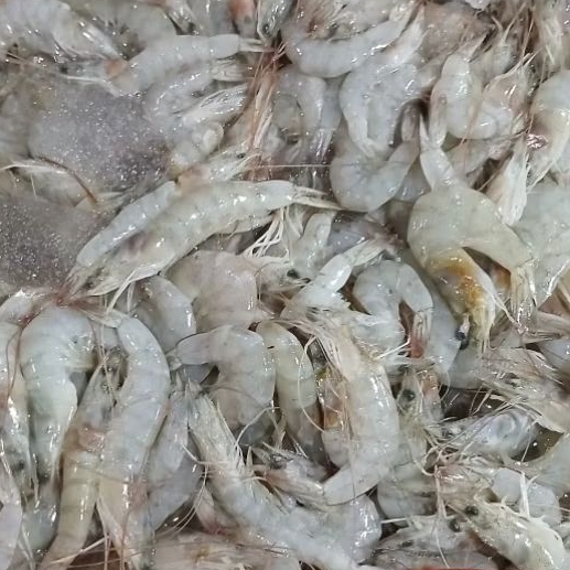 

udang tambak / udang segar / mafia lele