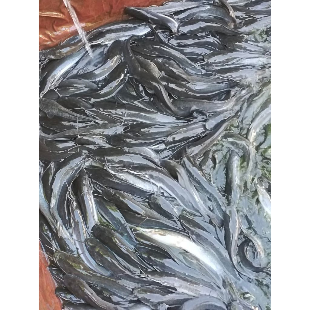 

IKAN LELE FRESH / BUKAN FROZEN 500 Gr