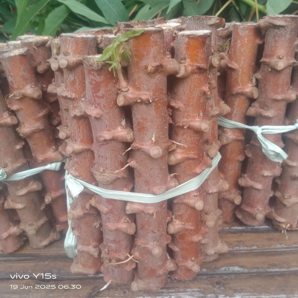 TERBAIK BIBIT SINGKONG MENTEGA singkong kuning