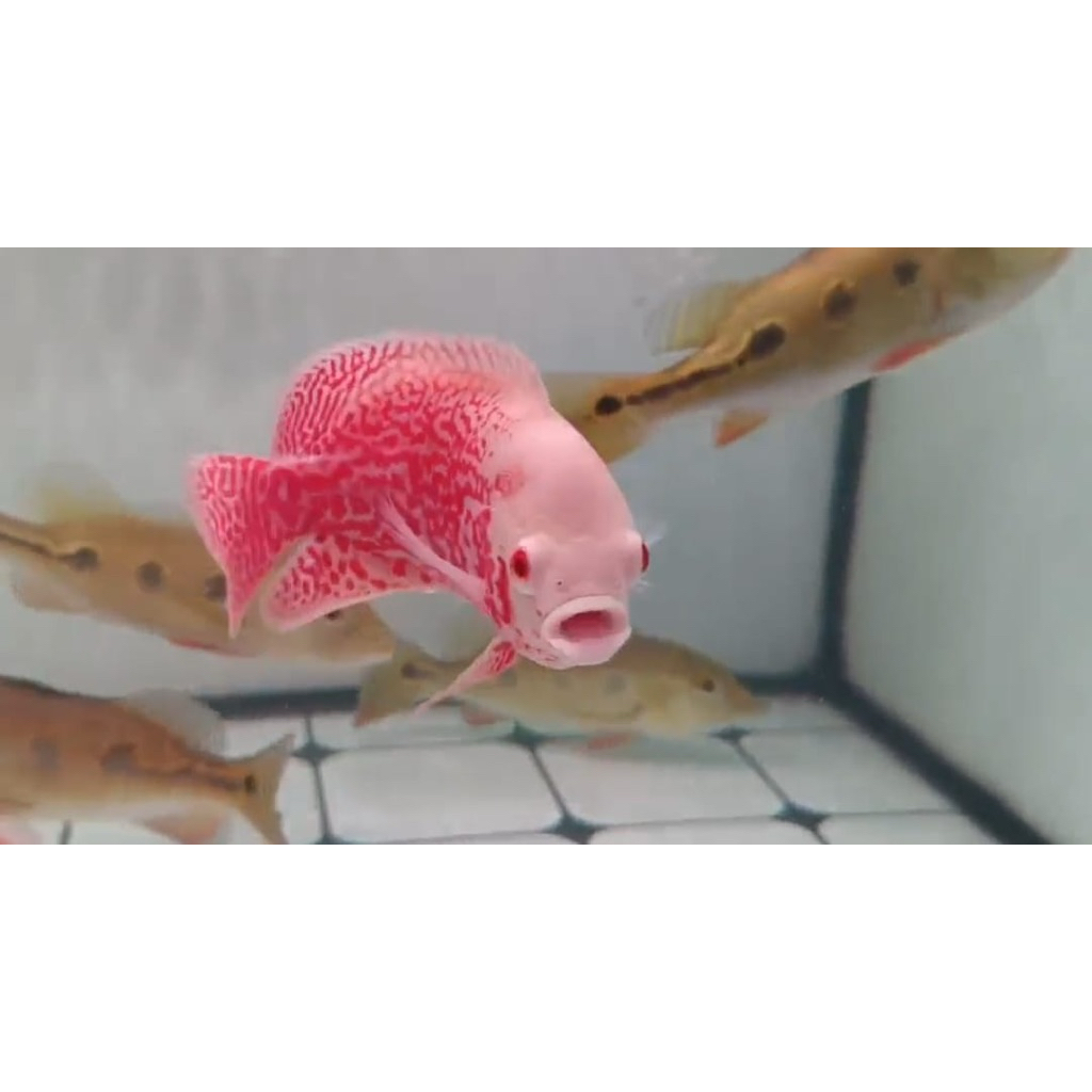 Oscar Paris Red Albino 10-12cm 3 jari