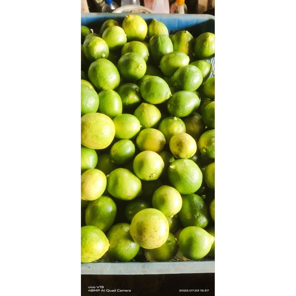 

Buah Lemon Singles Segar Lemon Lokal Fresh 1Kg