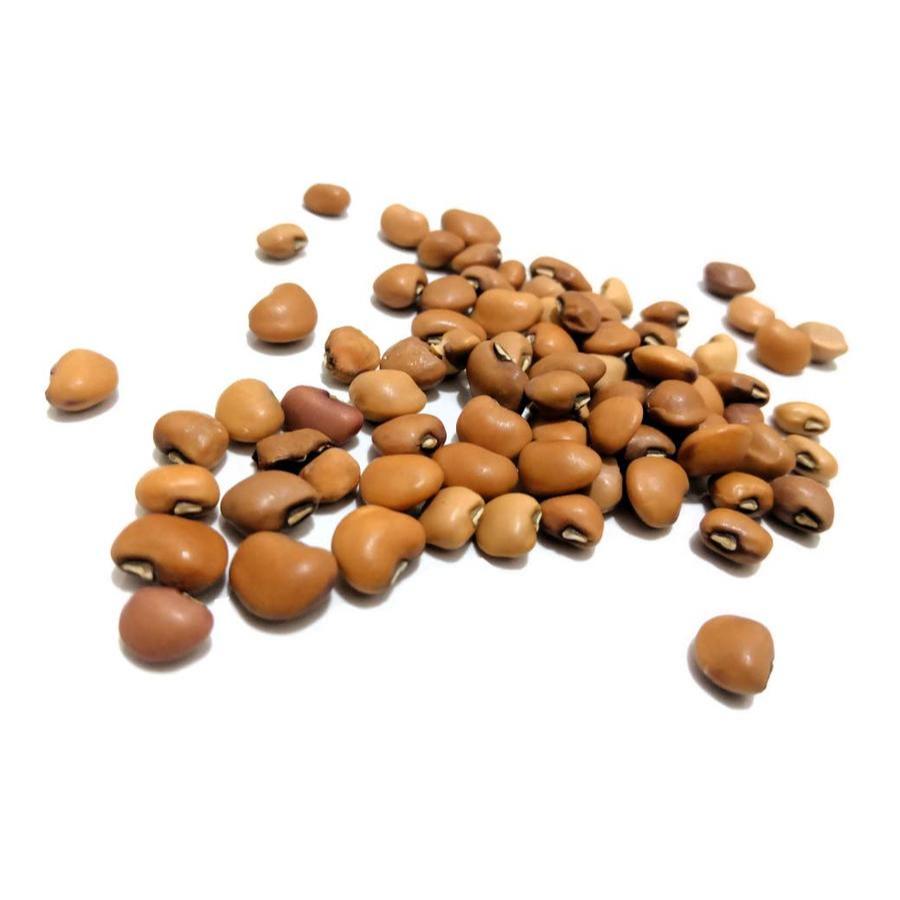 

kacang tolo tunggak otok impor