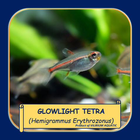 IKAN HIAS AIR TAWAR - NEON API / TETRA API / GLOWLIGHT TETRA (IKAN AQUASCAPE)