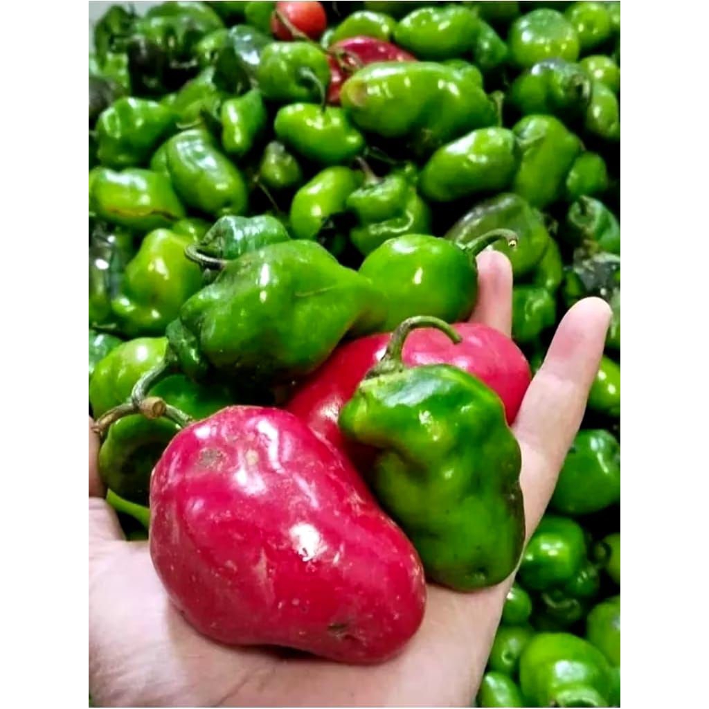 

CABE GENDOT FRESH 250/500/1000 GRAM