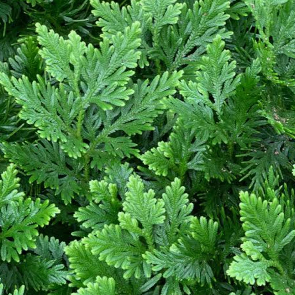 

Daun cakar ayam segar paket 1 kg