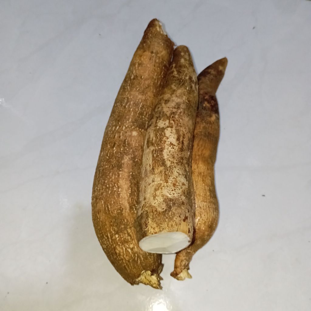 

Singkong sapikuru mentah segar 1 kg