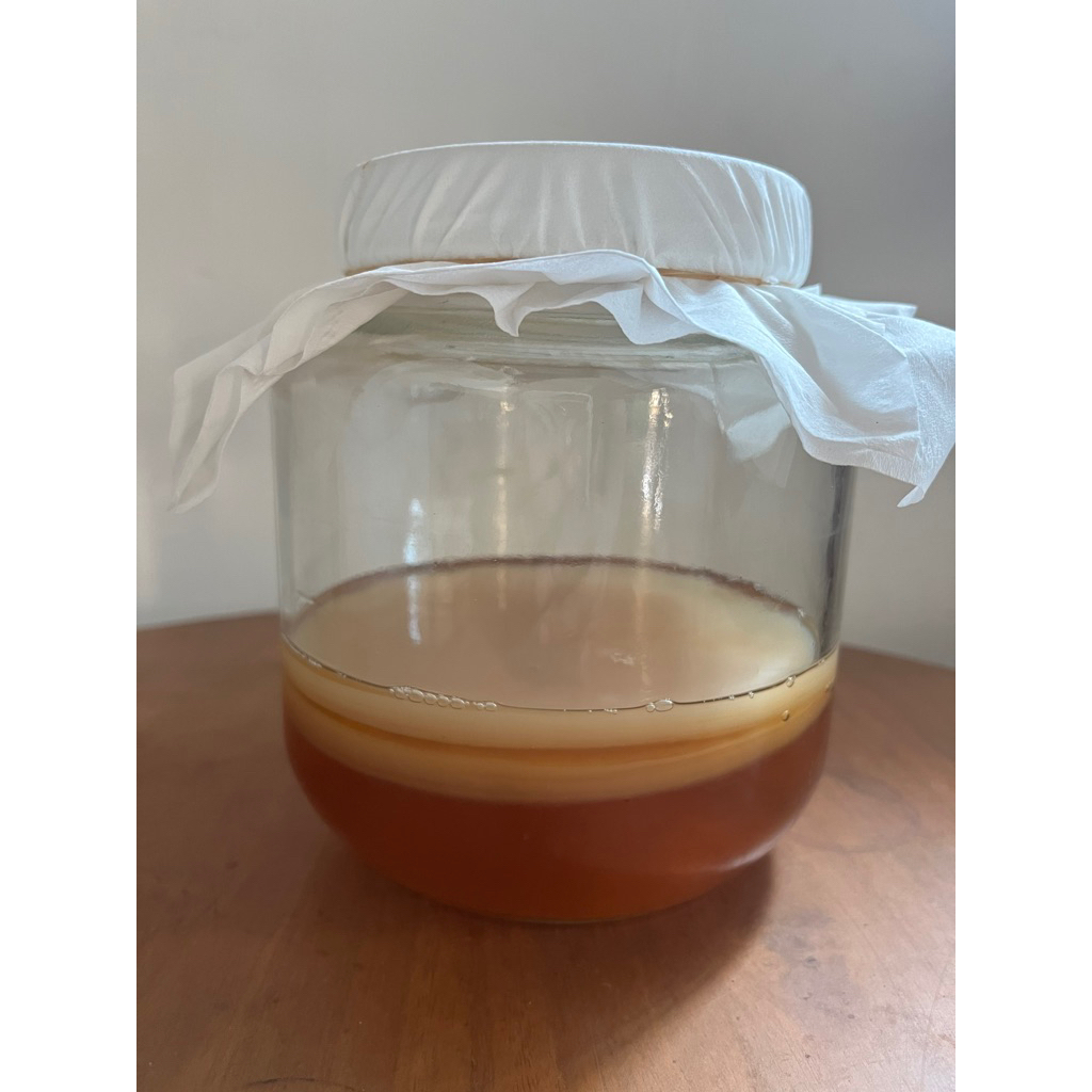 

Scoby Kombucha. Bibit untuk membuat teh kombucha