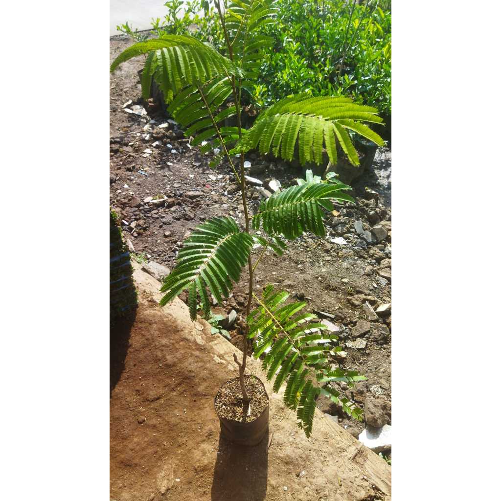 Tanaman Pete Besar Sudah Dalam Polybag