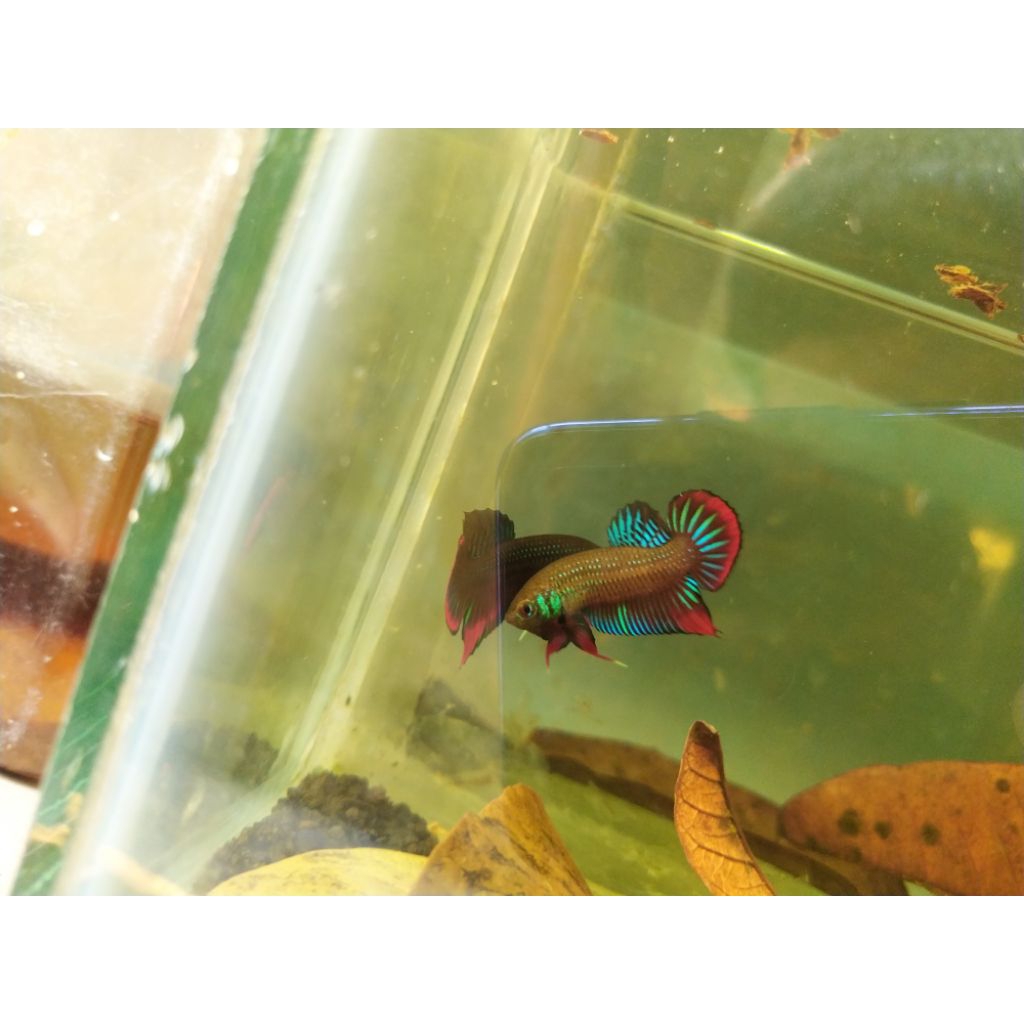 WildBetta Imbellis Ori M