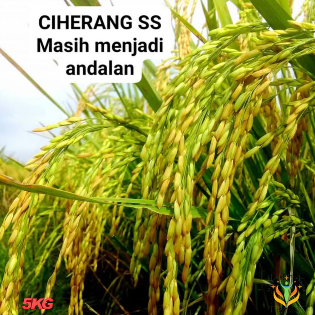 Bibit Padi Ciherang Ss Jumbo Kualitas Super Unggul Kemasan 5Kg