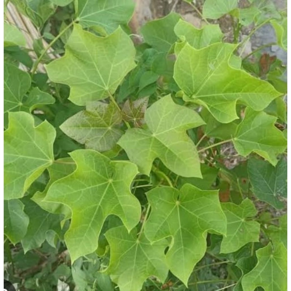 

Daun jarak | Per Lembar