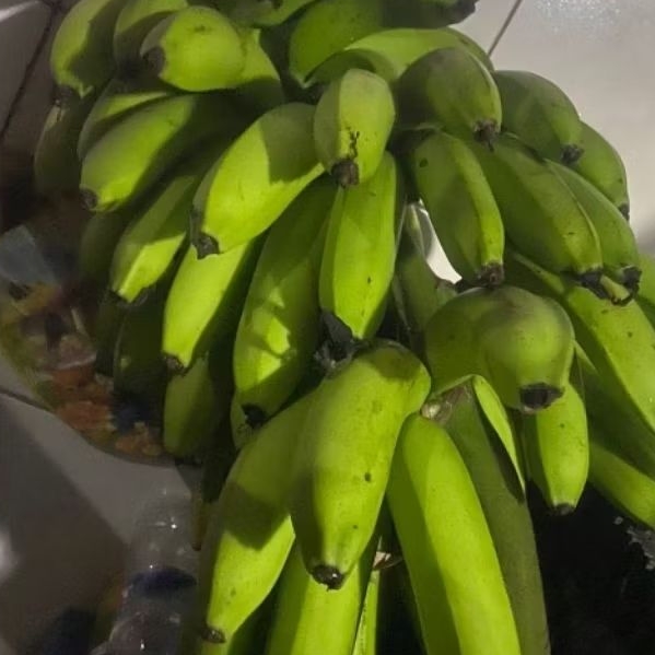 

Buah Pisang Mentah FLT RG Pisang Bangkaulu Benange