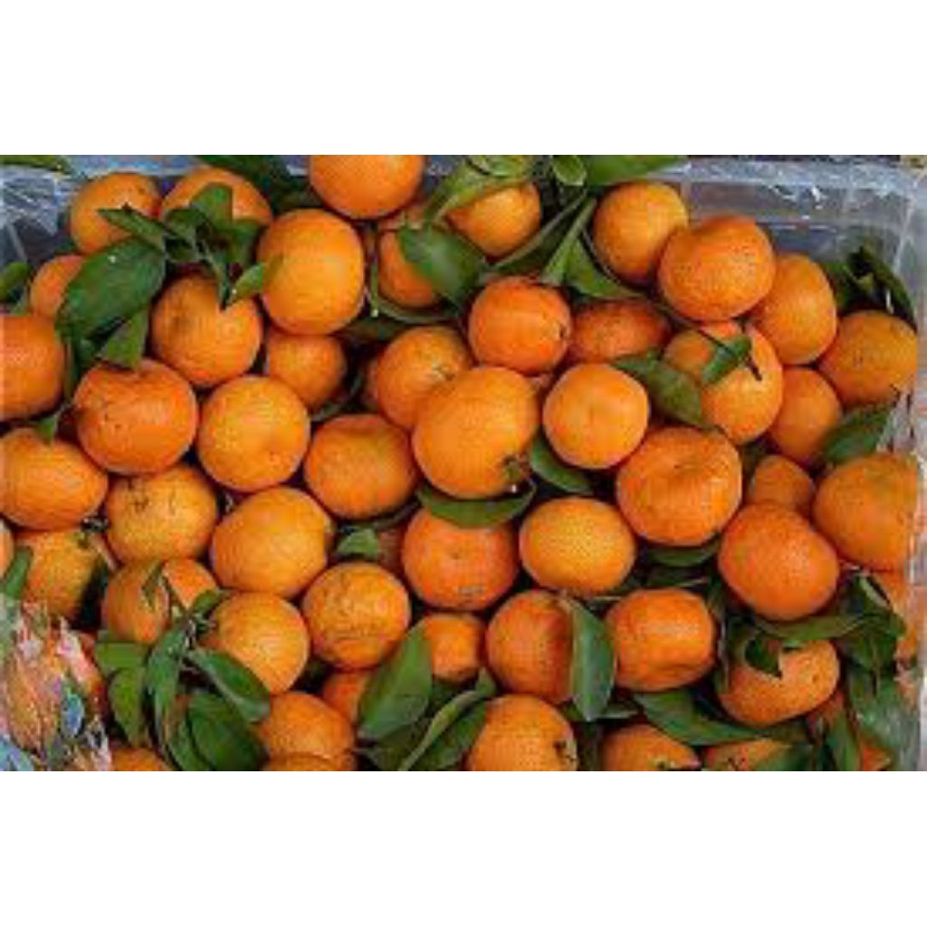

jeruk mandarin segar berkualitas
