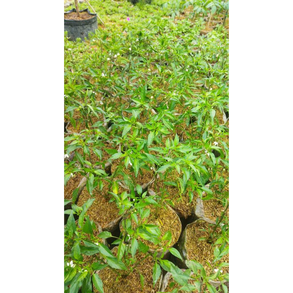 Tanaman Cabe Rawit Keiting Dalam Polybag