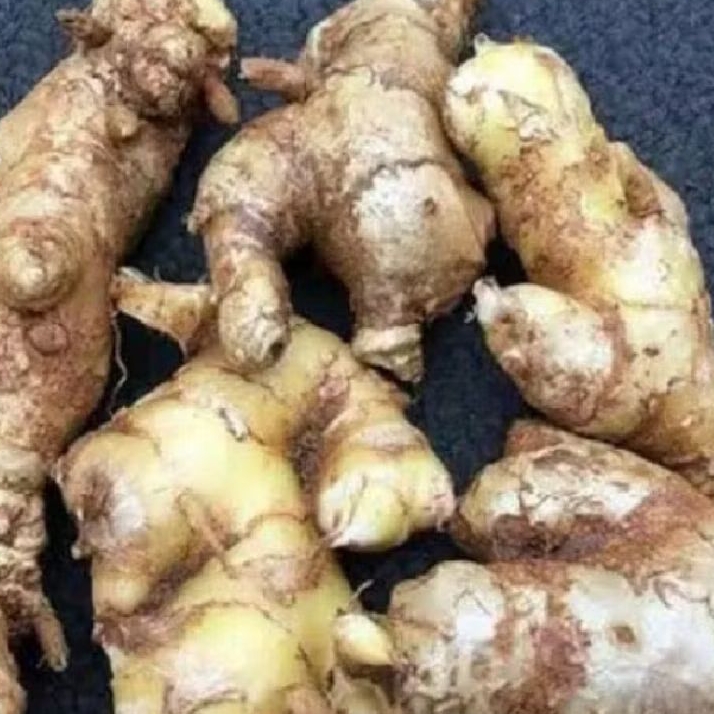 

lampuyang segar bersih 1 kg