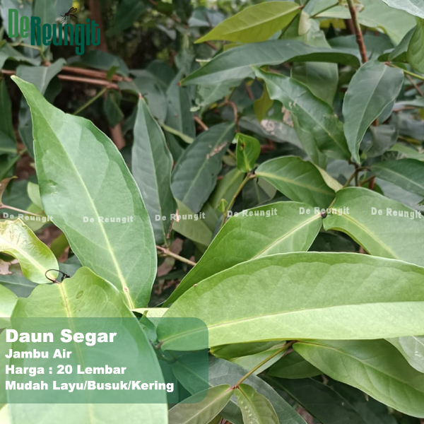 

Daun Jambu Air 20 Lembar Bungkus Tape Ketan Obat Herbal