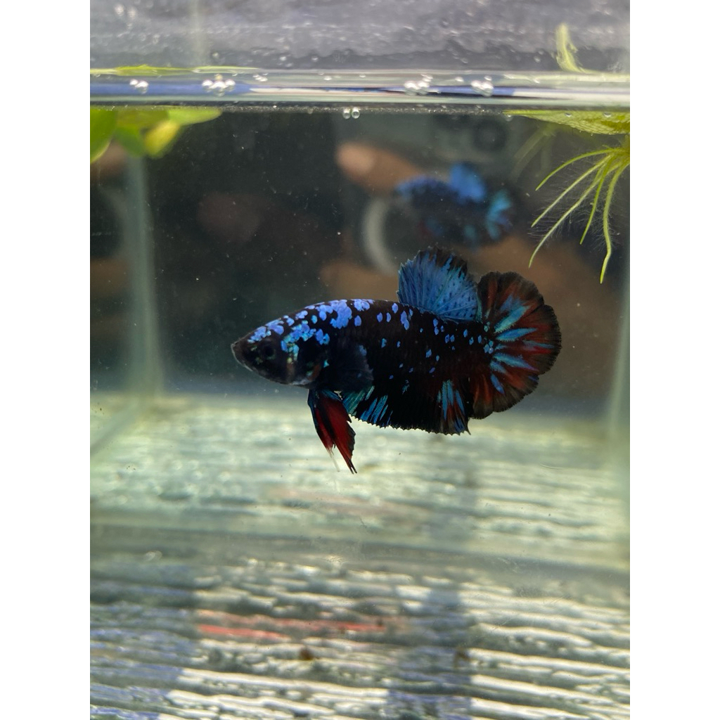 ikan cupang avatar nebula usia 4 bulan