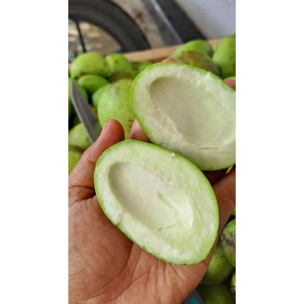 

mangga rujak mangga mentah muda kriuk