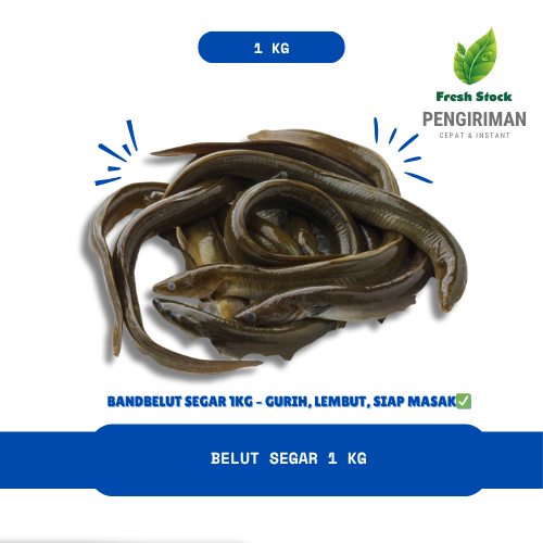 

BELUT SEGAR 1 KG | FreshStock