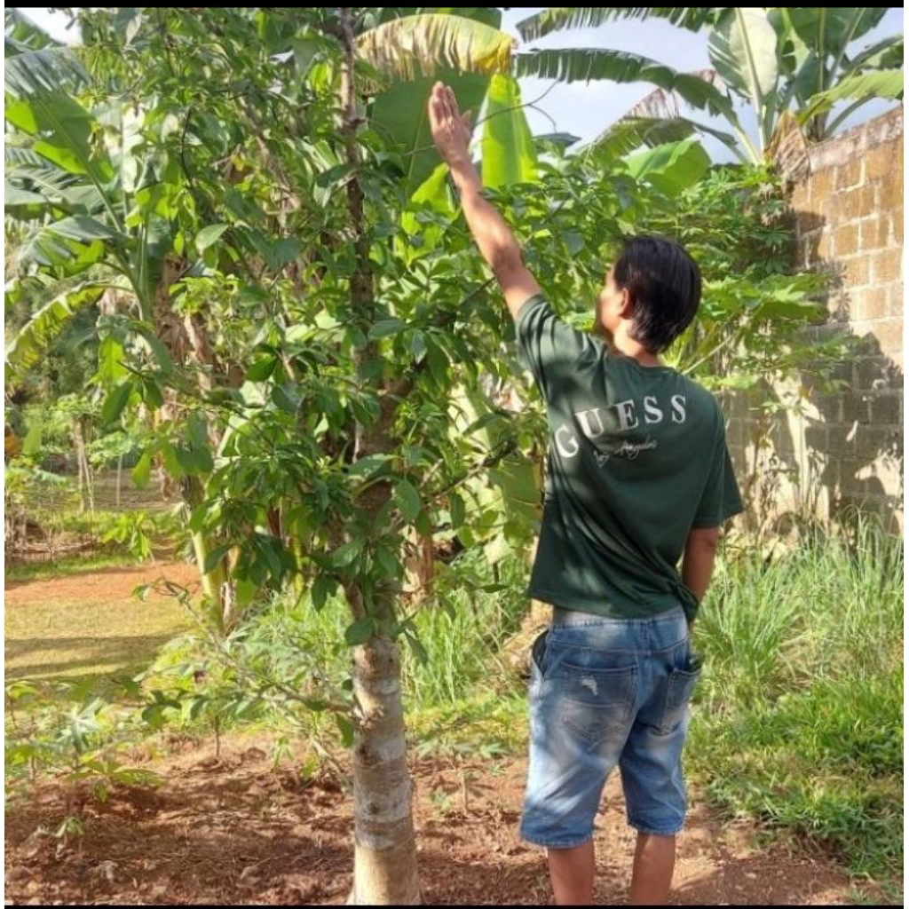Tanaman hias Baobab/kaki gajah tinggi 2 meter
