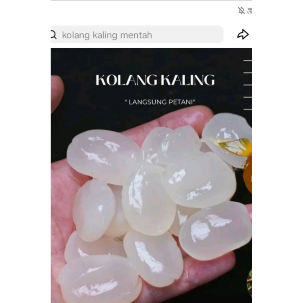 

1kg kolang kaling segar fres