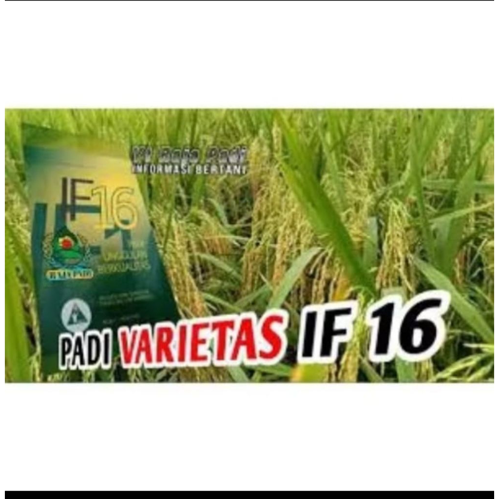 Benih Bibit Padi Unggul IF 16/ Bibit Unggul bobot 5kg