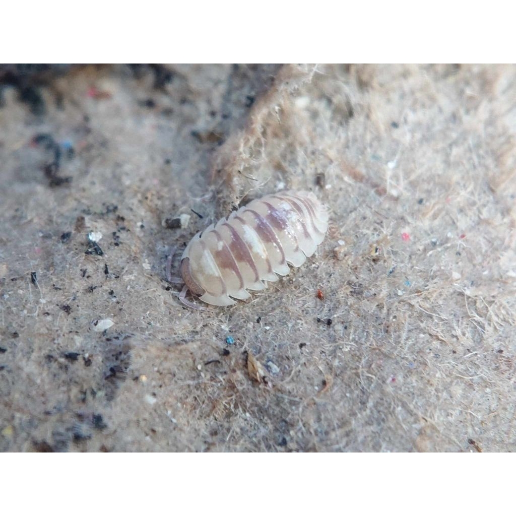Mainan isopoda Armadillidium sp espanyoli marbelized