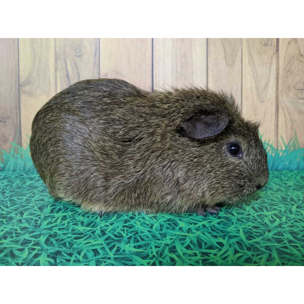 Marmut hias / Guinea Pig Teddy crested