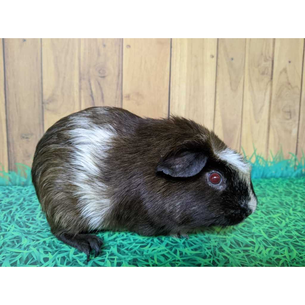 marmut hias / GUinea pig American crested