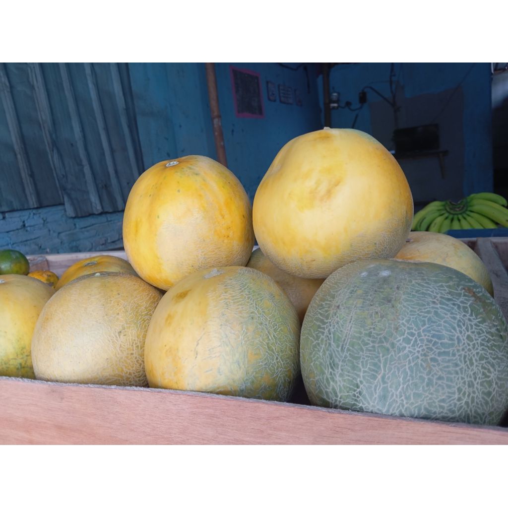 

Melon Mini 1kg lebih