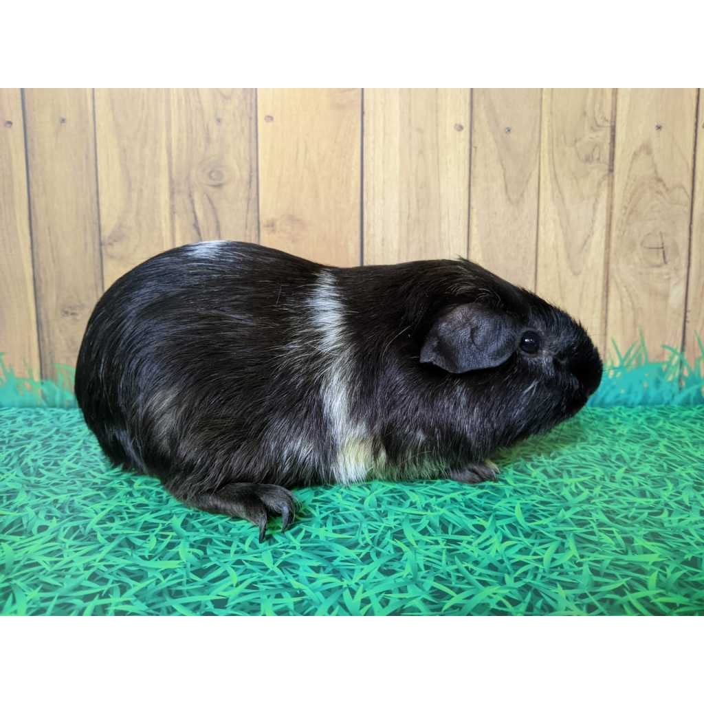 Marmut hias / Guinea Pig American