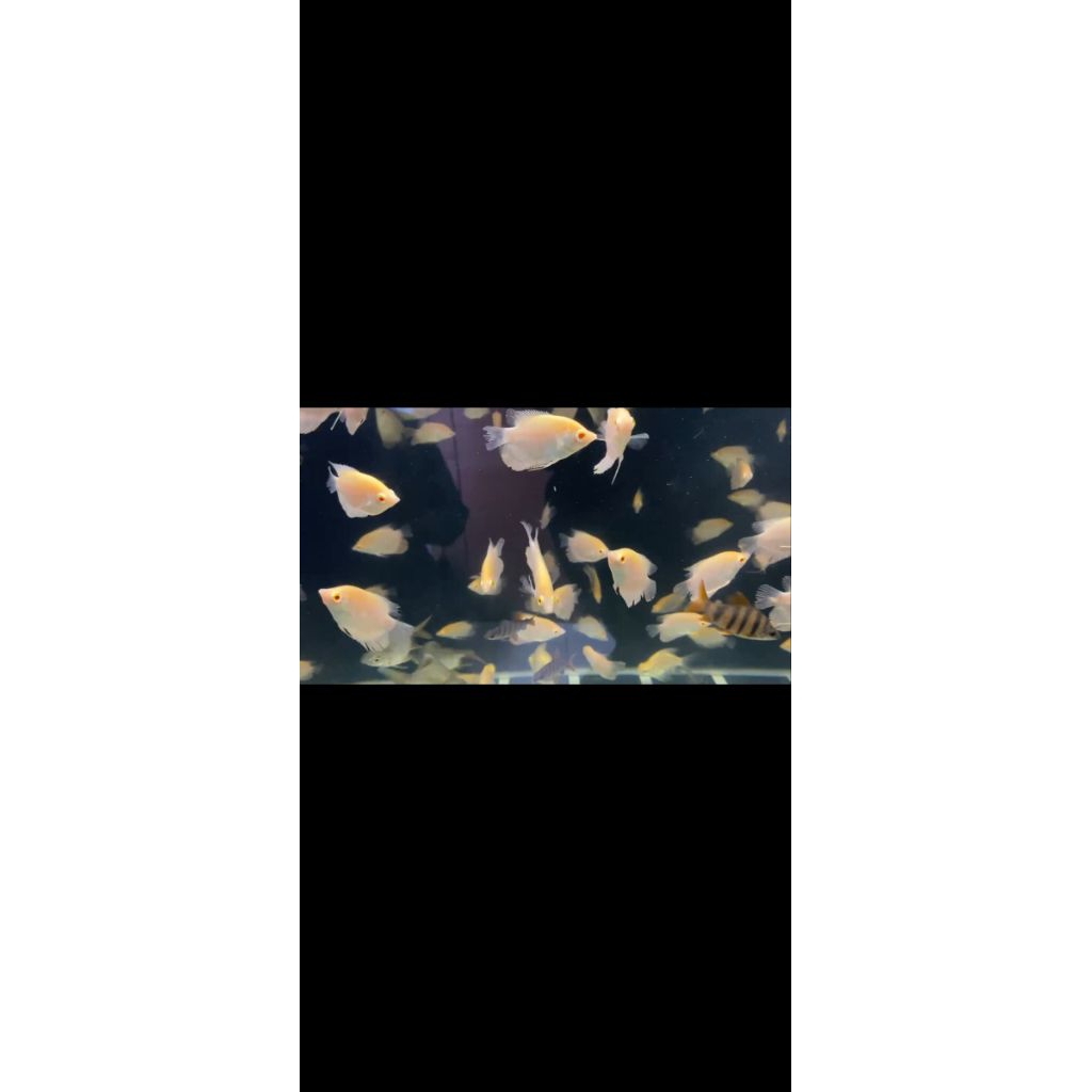 

Stiker gurame Thailand albino mata merah